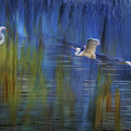 Blue Bayou II