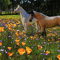 Poppy Haven